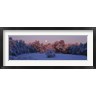 Panoramic Images - Snow covered forest at dawn, Denver, Colorado, USA (R747114-AEAEAGOFDM)