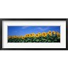 Panoramic Images - Field Of Sunflowers, Bogue, Kansas, USA (R750970-AEAEAGOFDM)