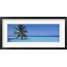 Panoramic Images - Palm tree in the sea, Maldives (R751442-AEAEAGOFDM)