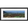 Panoramic Images - Olive Groves Andalucia Spain (R751801-AEAEAGOFDM)