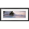 Panoramic Images - Palm tree, Indian Ocean Maldives (R752048-AEAEAGOFDM)