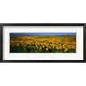 Panoramic Images - Field of Sunflowers ND USA (R752535-AEAEAGOFDM)