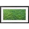 Panoramic Images - Grass Sacramento CA USA (R752545-AEAEAGOFDM)