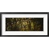 Panoramic Images - Sunset over a forest, Monteverde Cloud Forest, Costa Rica (R753609-AEAEAGOFDM)