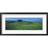 Panoramic Images - Cypress Trees In A Field, Tuscany, Italy (R754048-AEAEAGOFDM)