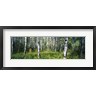 Panoramic Images - Field of Rocky Mountain Aspens (R755046-AEAEAGOFDM)