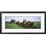 Panoramic Images - Historical reenactment, Covered wagons in a field, North Dakota, USA (R755078-AEAEAGOFDM)