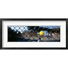 Panoramic Images - Close-up of a tennis ball stuck in a fence, San Francisco, California, USA (R755115-AEAEAGOFDM)