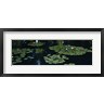 Panoramic Images - Water lilies in a pond, Denver Botanic Gardens, Denver, Colorado, USA (R755214-AEAEAGOFDM)