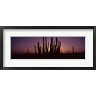 Panoramic Images - Silhouette of Organ Pipe cacti (Stenocereus thurberi) on a landscape, Organ Pipe Cactus National Monument, Arizona, USA (R756432-AEAEAGOFDM)