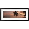 Panoramic Images - Silhouette of palm trees on the beach at sunrise, Fihalhohi Island, Maldives (R757171-AEAEAGOFDM)
