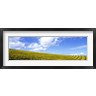Panoramic Images - Mustard Fields, Napa Valley, California, USA (R758146-AEAEAGOFDM)