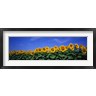 Panoramic Images - Field Of Sunflowers, Bogue, Kansas, USA (R758186-AEAEAGOFDM)