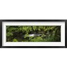 Panoramic Images - High angle view of a lake in the forest, Willaby Creek, Olympic National Forest, Washington State, USA (R758317-AEAEAGOFDM)
