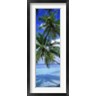Panoramic Images - Maldives Palm Trees (R758454-AEAEAGOFDM)