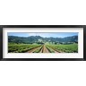 Panoramic Images - Napa Valley Vineyards Hopland, CA (R758527-AEAEAGOFDM)