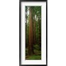 Panoramic Images - Giant Redwood Trees Ave of the Giants Redwood National Park Northern CA (R758702-AEAEAGOFDM)
