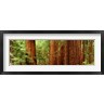 Panoramic Images - Redwoods Muir Woods CA USA (R758714-AEAEAGOFDM)