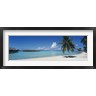 Panoramic Images - Palm Tree On The Beach, Moana Beach, Bora Bora, Tahiti, French Polynesia (R758734-AEAEAGOFDM)