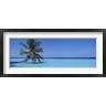 Panoramic Images - Palm tree in the sea, Maldives (R758752-AEAEAGOFDM)
