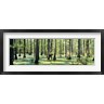 Panoramic Images - Cypress trees in a forest, Shawnee National Forest, Illinois, USA (R759080-AEAEAGOFDM)