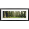 Panoramic Images - Trees Versailles France (R759182-AEAEAGOFDM)