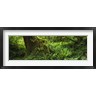 Panoramic Images - Ferns and vines along a tree with moss on it, Hoh Rainforest, Olympic National Forest, Washington State, USA (R759353-AEAEAGOFDM)