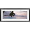 Panoramic Images - Palm tree, Indian Ocean Maldives (R759358-AEAEAGOFDM)