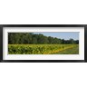Panoramic Images - Crop of tobacco in a field, Winchester, Kentucky, USA (R759372-AEAEAGOFDM)