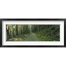 Panoramic Images - Trees In A National Park, Shenandoah National Park, Virginia, USA (R759452-AEAEAGOFDM)