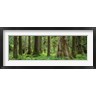 Panoramic Images - Trees in a rainforest, Hoh Rainforest, Olympic National Park, Washington State, USA (R759497-AEAEAGOFDM)
