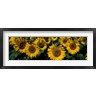 Panoramic Images - Sunflowers ND USA (R759862-AEAEAGOFDM)