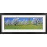 Panoramic Images - View Of Blossoms On Cherry Trees, Zug, Switzerland (R760279-AEAEAGOFDM)