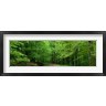 Panoramic Images - Road Through a Forest near Kassel Germany (R760682-AEAEAGOFDM)