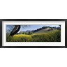Panoramic Images - Mustard Flowers Blooming In A Field, Napa Valley, California (R760775-AEAEAGOFDM)