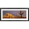 Panoramic Images - Low angle view of Saguaro cacti on a landscape, Organ Pipe Cactus National Monument, Arizona, USA (R761039-AEAEAGOFDM)