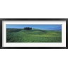 Panoramic Images - Cypress Trees In A Field, Tuscany, Italy (R761360-AEAEAGOFDM)