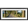 Panoramic Images - Trees along a road, Vaucluse, Provence, France (R762355-AEAEAGOFDM)