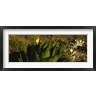 Panoramic Images - Close-up of an aloe vera plant, Baja California, Mexico (R762374-AEAEAGOFDM)