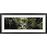 Panoramic Images - Stream flowing in a forest, Milford Sound, Fiordland National Park, South Island, New Zealand (R762471-AEAEAGOFDM)