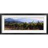 Panoramic Images - Grape vines in a vineyard, Napa Valley, Napa County, California, USA (R762479-AEAEAGOFDM)