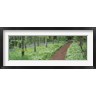 Panoramic Images - Bluebells and garlic along footpath in a forest, Killerton, Exe Valley, Devon, England (R762500-AEAEAGOFDM)