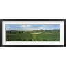 Panoramic Images - High angle view of a vineyard, Carneros District, Napa Valley, Napa County, California (R762565-AEAEAGOFDM)
