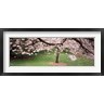 Panoramic Images - Cherry Blossom tree in a park, Golden Gate Park, San Francisco, California, USA (R762783-AEAEAGOFDM)