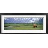 Panoramic Images - Grizzly bear grazing in a field, Kukak Bay, Katmai National Park, Alaska (R762870-AEAEAGOFDM)