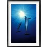 Panoramic Images - Bottle-Nosed dolphins (Tursiops truncatus) in the sea (R763313-AEAEAGOFDM)