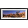Panoramic Images - Organ Pipe Cacti, Organ Pipe Cactus National Monument, Arizona, USA (R763768-AEAEAGOFDM)