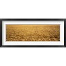 Panoramic Images - Panorama of amber waves of grain, wheat field in Provence-Alpes-Cote D'Azur, France (R764535-AEAEAGOFDM)