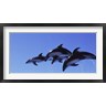 Panoramic Images - Four Bottle-nosed dolphins (Tursiops truncatus) in flight (R764637-AEAEAGOFDM)