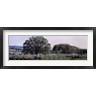 Panoramic Images - Cherry trees in an Orchard, Michigan, USA (R765337-AEAEAGOFDM)